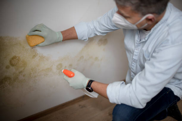 Best Crawl Space Mold Removal  in Goodhue, MN