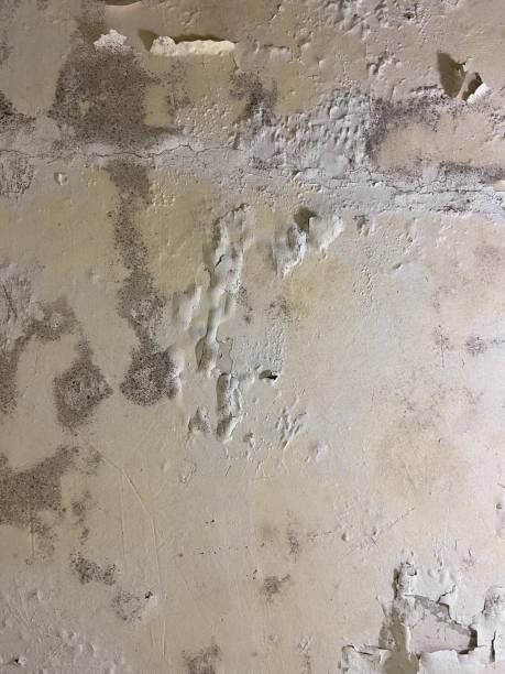 Best Commercial Mold Removal  in Goodhue, MN