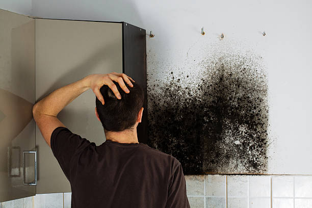 Best Mold Testing  in Goodhue, MN