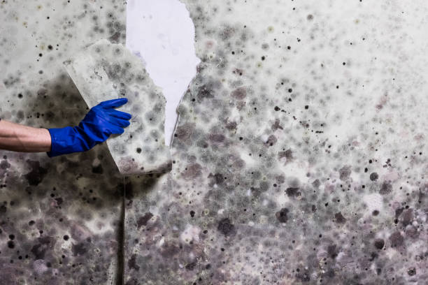 Best Mold Testing  in Goodhue, MN